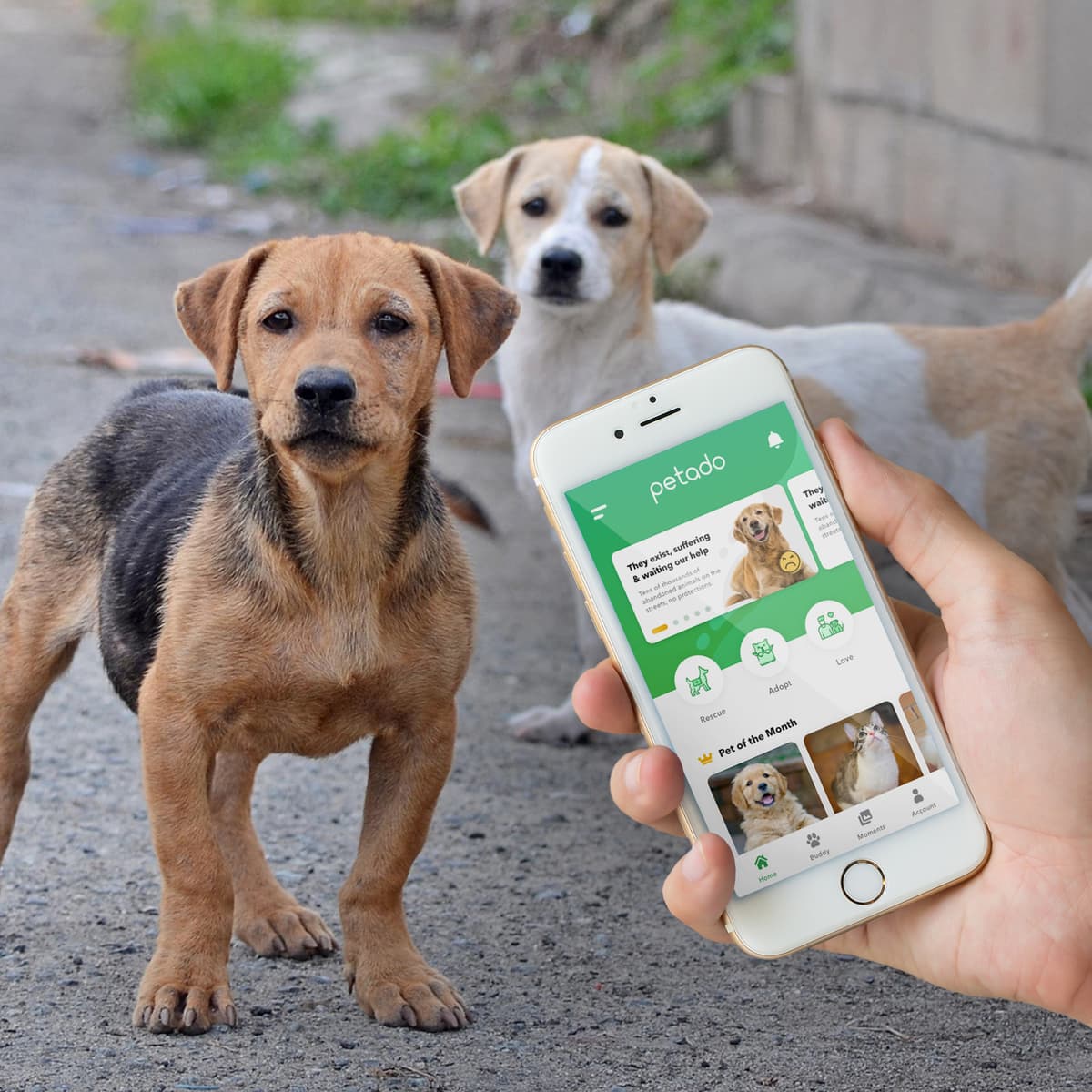 Petado: Rescue and Adopt Domestic Stray Animals